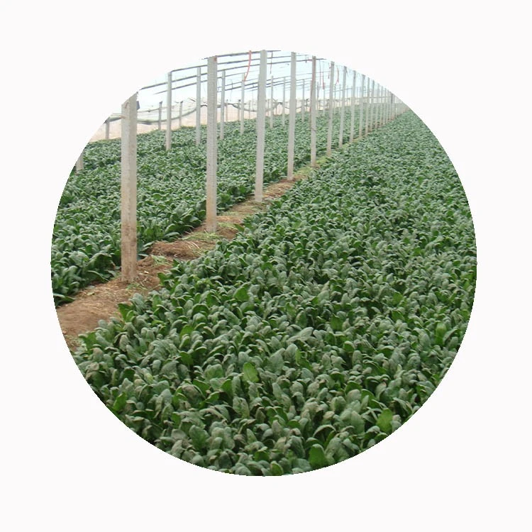 Frozen spinach cooked directly from frozen for hot meal preparation Frozen spinach cooked directly from frozen for hot meal preparation